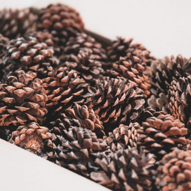 large-box-scented-pine-cones-3-scaled-e1598682306697-610x610