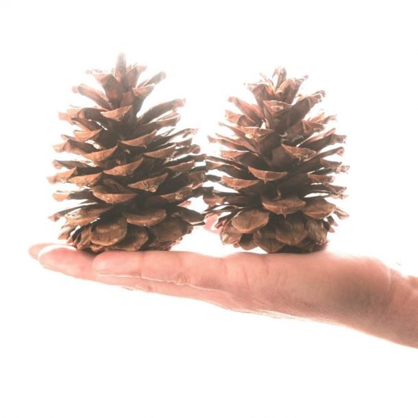 large-box-scented-pine-cones-6-e1598681810293-610x610