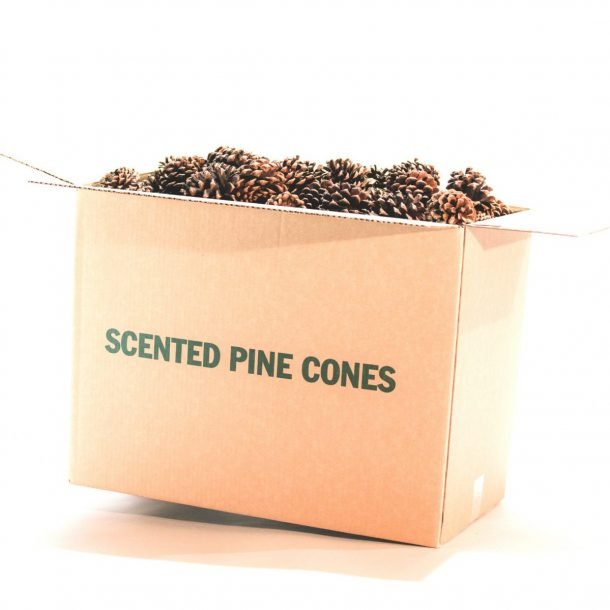 fragrant pine cones fragrant pine cones